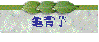 龜背芋