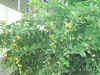 DSCN00039.JPG (81737 個位元組)