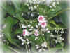 DSCN00088.jpg (100101 個位元組)