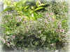 DSCN00089.jpg (135384 個位元組)