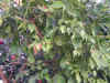 DSCN0176.JPG (113296 個位元組)