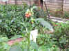 DSCN0433.JPG (151083 個位元組)