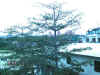 DSCN0487.JPG (133541 個位元組)
