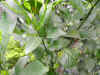 DSCN0577.JPG (97456 個位元組)