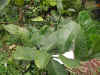 DSCN0585.JPG (103866 個位元組)