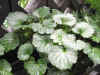 DSCN0856.JPG (117117 個位元組)