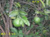DSCN1826.JPG (116149 個位元組)