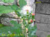 DSCN1988.JPG (93385 個位元組)