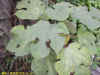 DSCN5028.JPG (105402 個位元組)