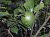 DSCN7952.JPG (90392 個位元組)