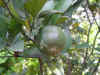 DSCN7955.JPG (88250 個位元組)