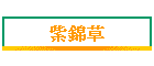 紫錦草