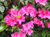 DSCN0604.JPG (111803 個位元組)