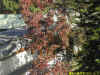 DSCN5238.JPG (144293 個位元組)